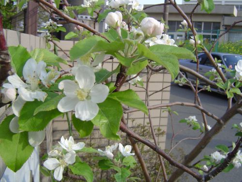 リンゴの花です。ここまでは毎年順調です。