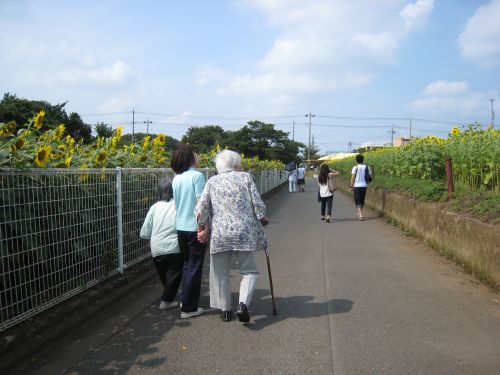 メイン会場脇の小道にて。両側にひまわり畑が広がります。