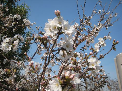 栗原ホーム第２ケアセンターの桜