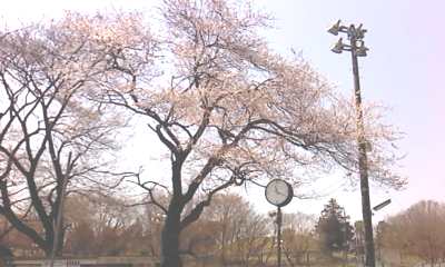 ひまわり公園