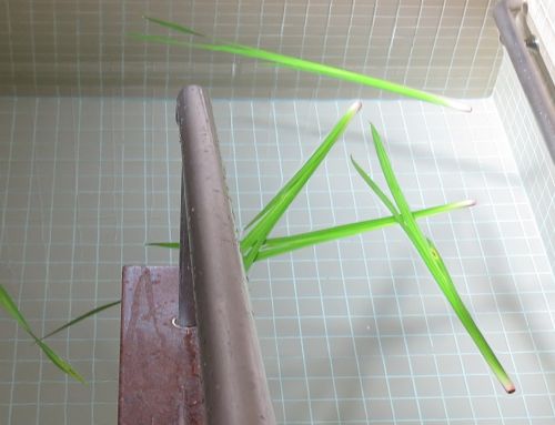 40人分の邪気を払うには少なかったか。。。