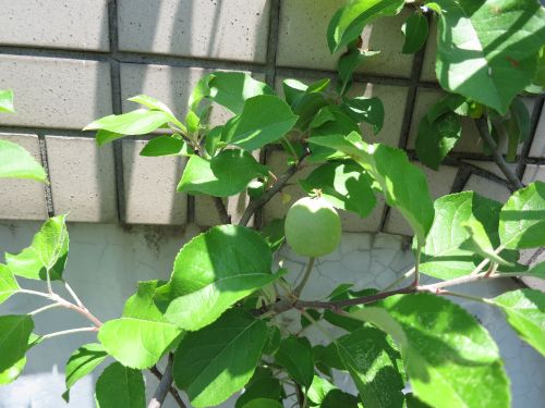鳥には食べ頃がわかるようで赤くなるとつつきに来ます